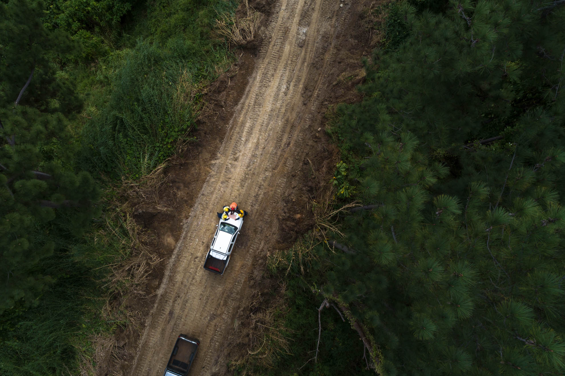 FIJI_PINE_-DJI_0025