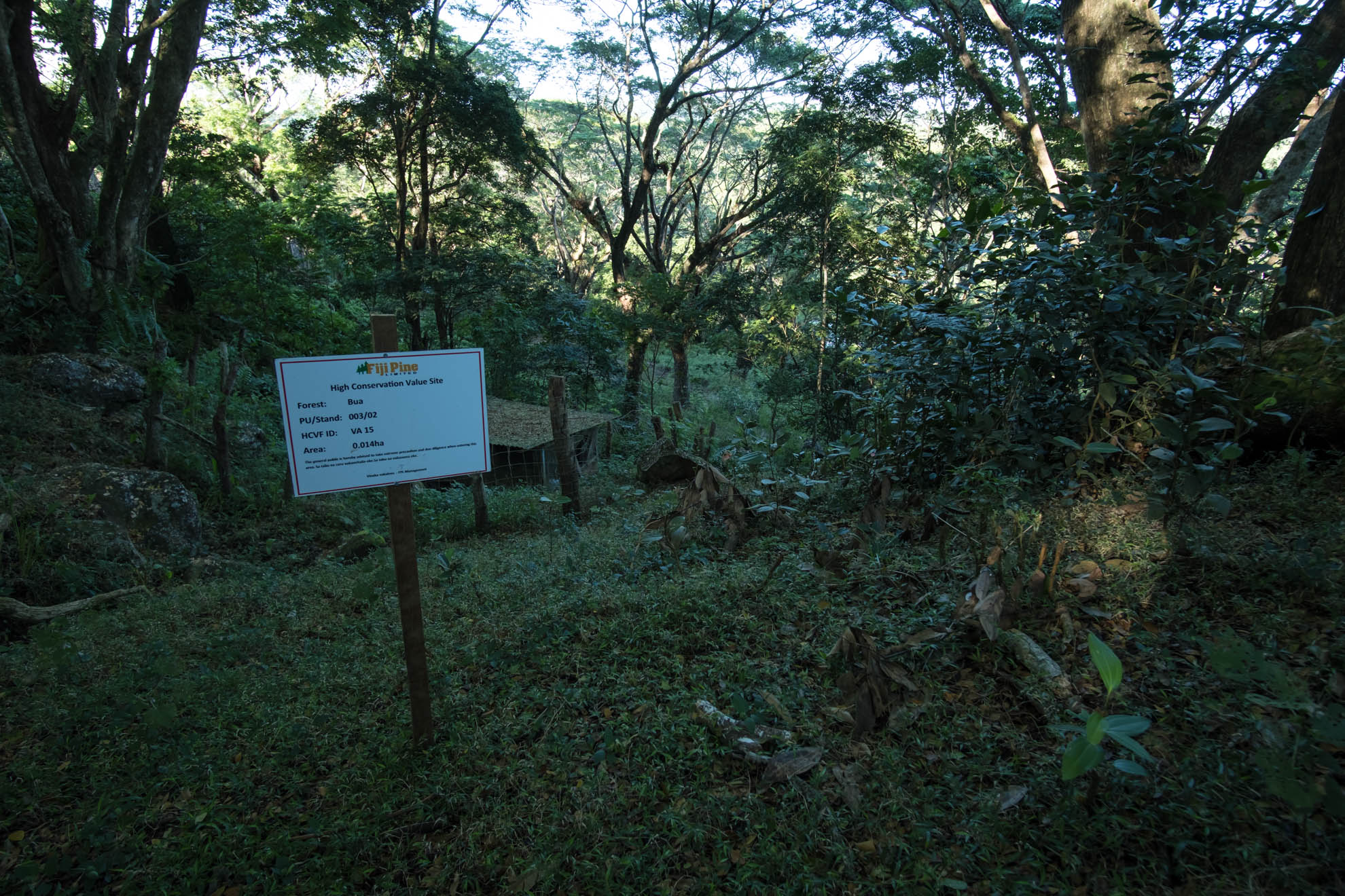 FIJI_PINE_-_DSF0591